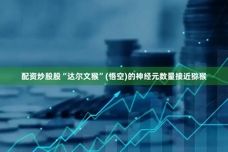 配资炒股股“达尔文猴”(悟空)的神经元数量接近猕猴